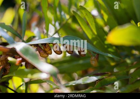 Leere Kokons aus dem seltenen Atala-Schmetterling, die in einer Reihe auf einem Blatt der Balkonpalme hängen. Stockfoto