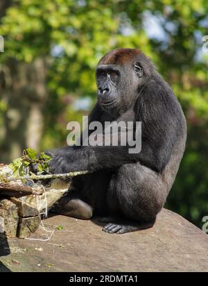 Westlicher Tieflandgorilla (Gorilla Gorilla Gorilla), ZSL London Zoo, Großbritannien Stockfoto