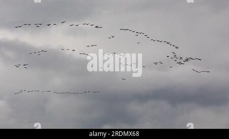 Kanadische Gänse fliegen am 17. Oktober 2022 in Formation über Warwick, New York. Stockfoto