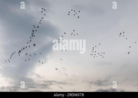 Kanadische Gänse fliegen am 17. Oktober 2022 in Formation über Warwick, New York. Stockfoto