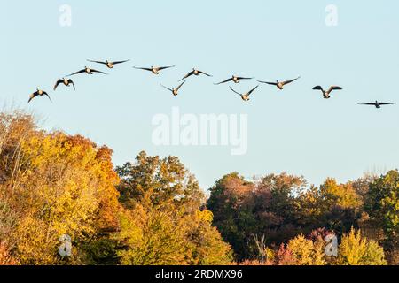 Eine Herde kanadischer Gänse fliegt am 20. Oktober 2022 in Goshen, New York, über Bäume mit Herbstblättern. Stockfoto