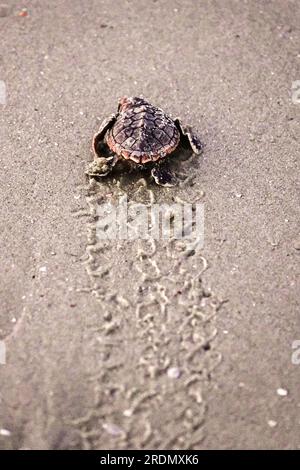 Isle of Palms, Vereinigte Staaten von Amerika. 22. Juli 2023. Eine vom Aussterben bedrohte Meeresschildkröte schlüpft nach dem Schlüpfen am 22. Juli 2023 auf der Isle of Palms, South Carolina, langsam über den Strand zum Atlantischen Ozean. Meeresschildkröten schlüpfen etwa 60 Tage nach dem Legen und machen sich auf den Weg zum Meer, bis sie Sargassum schwimmende Matten erreichen, oft Hunderte von Meilen entfernt. Kredit: Richard Ellis/Richard Ellis/Alamy Live News Stockfoto