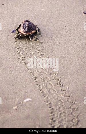 Isle of Palms, Vereinigte Staaten von Amerika. 22. Juli 2023. Eine vom Aussterben bedrohte Meeresschildkröte schlüpft nach dem Schlüpfen am 22. Juli 2023 auf der Isle of Palms, South Carolina, langsam über den Strand zum Atlantischen Ozean. Meeresschildkröten schlüpfen etwa 60 Tage nach dem Legen und machen sich auf den Weg zum Meer, bis sie Sargassum schwimmende Matten erreichen, oft Hunderte von Meilen entfernt. Kredit: Richard Ellis/Richard Ellis/Alamy Live News Stockfoto