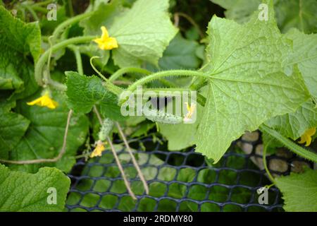 Winzige Gurken entwickeln sich im Frühsommer auf Pflanzen Stockfoto