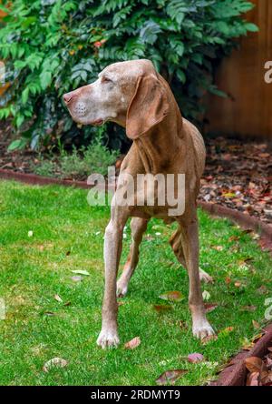14-jähriger ungarischer Vizsla-Hund mit weißem Gesicht Stockfoto