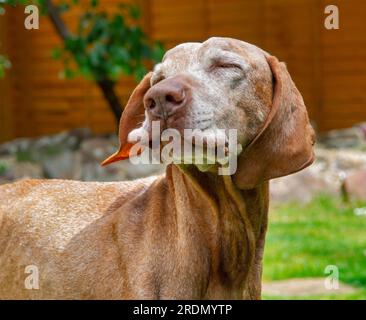 14-jähriger ungarischer Vizsla-Hund mit weißem Gesicht Stockfoto
