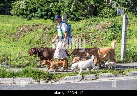 Ein Mann geht mit sieben Hunden als seinen täglichen Job in Tres Rios, Costa Rica. Stockfoto