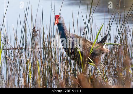 African Purple Gallinule oder African Swamphen (Porphyrio madagascariensis) Vermont Salt Pan, Westkap, Südafrika Stockfoto