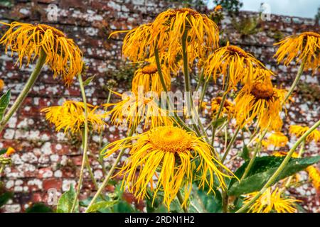 Elecampane, Horse-heal oder Elfdock (Inula helenium), Ford Abbey, Chard, Somerset, Großbritannien Stockfoto