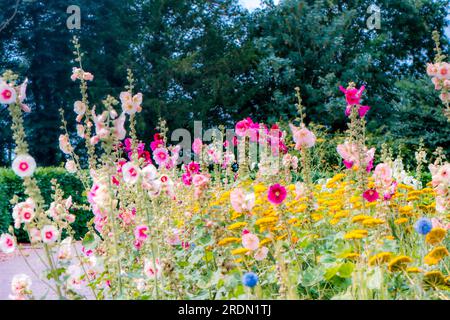 Bunte Blumen in den Gärten von Kingston Lacey, Wimborne Minster, Dorset, Großbritannien Stockfoto