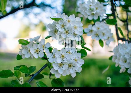 Schöne blühende Birnenzweige mit weißen Blüten, die in einem Garten wachsen. Frühling Natur Hintergrund. Stockfoto