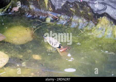 Nahaufnahme einer Grasschlange (Natrix helvetica, Ringschlange oder Wasserschlange), die in einem Teich in Wiltshire UK schwimmt Stockfoto