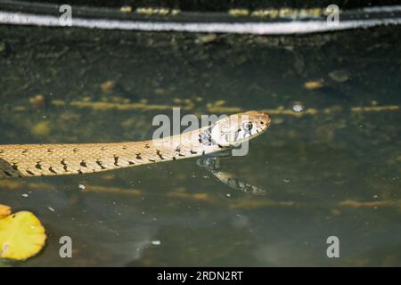 Nahaufnahme einer Grasschlange (Natrix helvetica, Ringschlange oder Wasserschlange), die in einem Teich in Wiltshire UK schwimmt Stockfoto