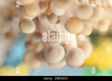 Austernpilze auf unscharfem Pastellhintergrund. Stockfoto