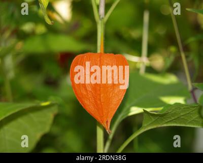 Wunderschöne rote orangefarbene Physalisblüte auf grünem Laub. Makroansicht. Physalis philadelphica. Foto Stockfoto