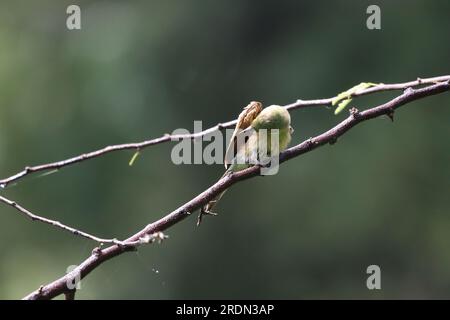 Asiatischer grüner Bienenfresser auf einem Ast. Vogeltapete. Ein wunderschöner Vogel an der Wand Stockfoto