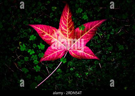 Lebhaft roter Herbst isoliertes Blatt auf dem Boden (Liquidambar styraciflua) amerikanischer Süßgumobaum - dunkler und vignettierter Effekt. Stockfoto