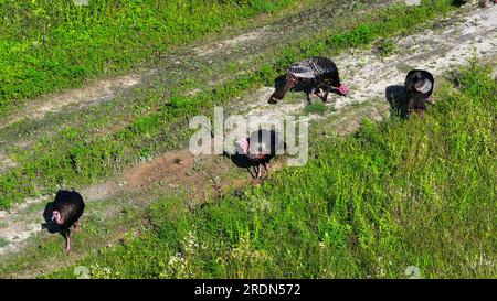 Luftaufnahme einer Herde wilder Truthühner, die sich auf einem Feld ernähren Stockfoto