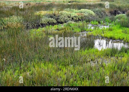 Pflanzen im Salzwassermarschland Aveiro Lagune Naturschutzgebiet, einer gemäßigten Küstenlagune, Portugal Stockfoto