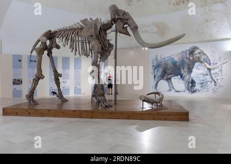 Mammuthus meridionalis oder das südliche Mammut im Schloss l'Aquila Stockfoto