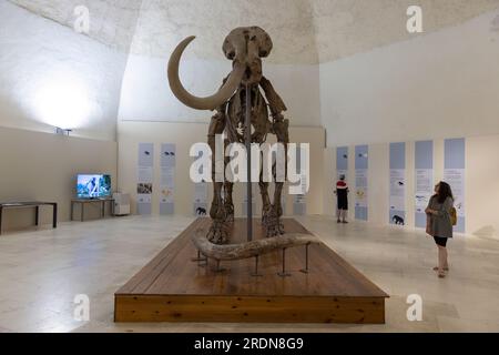Mammuthus meridionalis oder das südliche Mammut im Schloss l'Aquila Stockfoto