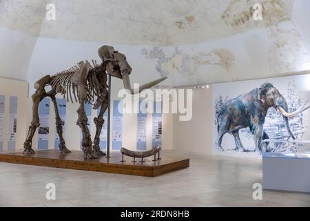 Mammuthus meridionalis oder das südliche Mammut im Schloss l'Aquila Stockfoto