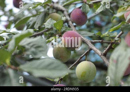 Unreife Pflaumen, die an einem Pflaumenbaum hängen. Schließen. Stockfoto