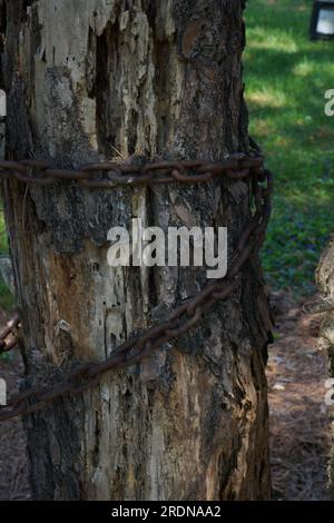 Verketteter Baum Stockfoto