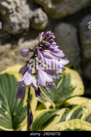 Die Hosta lanceolata blüht im Sommer im Garten Stockfoto