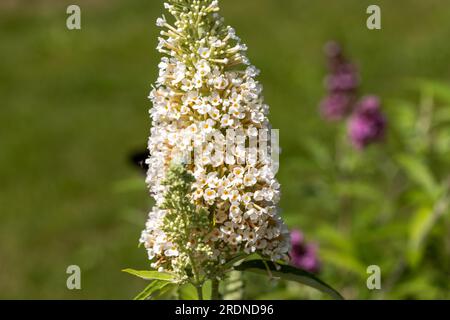 Blühende Blumen von buddleja davidii im Sommergarten. Blumen, die Schmetterlinge lieben Stockfoto