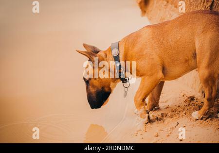 Ein Ginger Bull Terrier steht an einem Sandstrand und schaut an einem Sommertag auf das Wasser. Gelassenheit, Gesellschaft und die Schönheit der Natur. Stockfoto