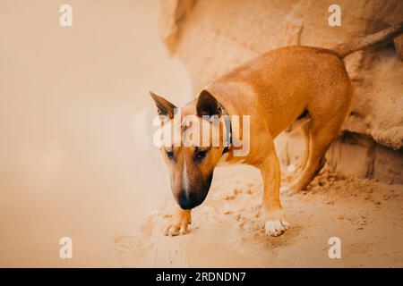 Ein süßer Ingwer-Bullen-Terrier, der an einem Sommertag an einem Sandstrand in der Nähe des Meeres steht. Entspannung und die Schönheit der Natur. Stockfoto