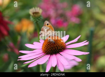 Ein Schmetterling und eine Biene während der Arbeit an den Blüten von Echinacea Stockfoto