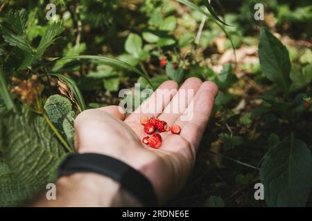 Nahaufnahme eines Mannes, der im Frühsommer im Wald frisch gepflückte rote wilde Erdbeeren hält. Wilde Erdbeere, Waldstrawberr Stockfoto