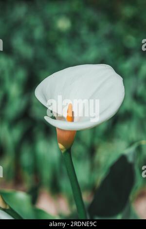 Calla Lily Nahaufnahme mit grünem Hintergrund Stockfoto