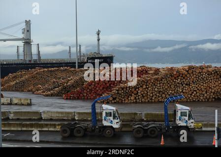 WELLINGTON, NEUSEELAND, 16. MAI 2023: Pinus radiata-Baumstämme stapeln sich für den Export im Hafen von Wellington Stockfoto