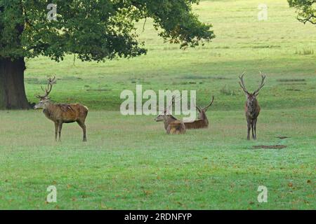 Rotwild im Windsor Great Park Stockfoto