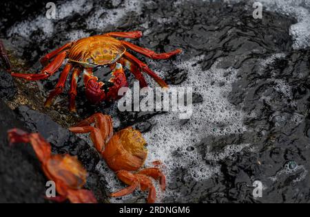 Sally leichte Krabben auf schwarzen vulkanischen Felsen in der Nähe des Wassers, Santa Cruz Insel, Galapagos Stockfoto