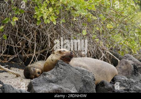 Zwei Seelöwen, die am Strand schlafen, Floreana Island, Galapagos Stockfoto