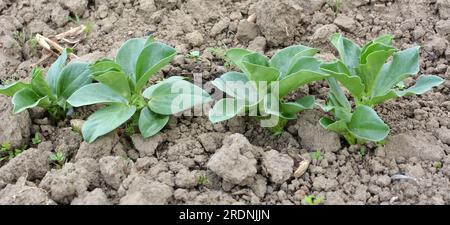 Im Frühjahr wächst die junge Pferdebohne (Vicia faba) auf einem Feld Stockfoto