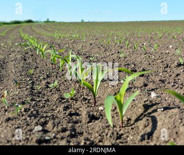 Auf dem Feld des Landwirts gibt es Reihen junger Maiskeimlinge. Stockfoto