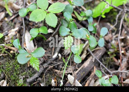 In der Wildnis im Wald gekeimte Sprossen von Hornbeeren (Carpinus betulus) aus Samen Stockfoto