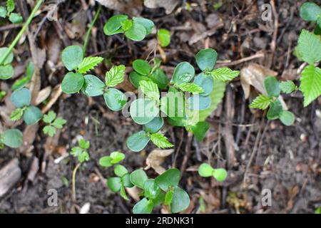 In der Wildnis im Wald gekeimte Sprossen von Hornbeeren (Carpinus betulus) aus Samen Stockfoto