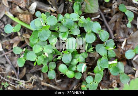 In der Wildnis im Wald gekeimte Sprossen von Hornbeeren (Carpinus betulus) aus Samen Stockfoto