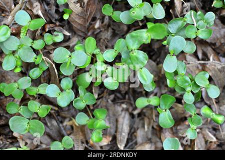 In der Wildnis im Wald gekeimte Sprossen von Hornbeeren (Carpinus betulus) aus Samen Stockfoto