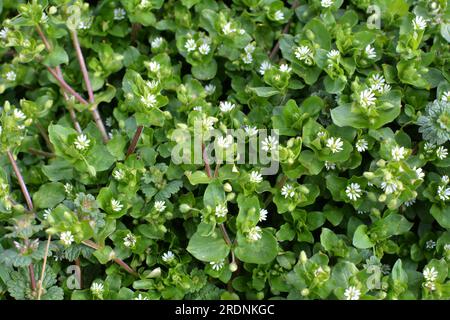 Im Frühling wachsen die Medien in Stellaria in freier Wildbahn Stockfoto