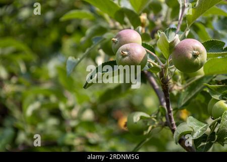 Abstrakte Texturansicht einer Gruppe von Äpfeln, die auf einem Apfelbaum wachsen Stockfoto
