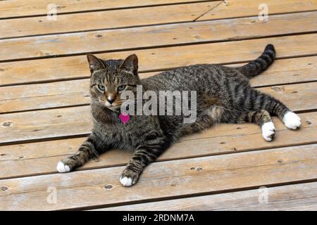 Aus nächster Nähe sehen Sie eine niedliche graugestreifte Katze mit weißen Pfoten, die sich auf einer rustikalen Zedernterrasse entspannen Stockfoto