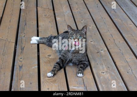 Aus nächster Nähe sehen Sie eine niedliche graugestreifte Katze mit weißen Pfoten, die sich auf einer rustikalen Zedernterrasse entspannen Stockfoto