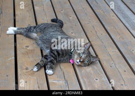 Aus nächster Nähe sehen Sie eine niedliche graugestreifte Katze mit weißen Pfoten, die sich auf einer rustikalen Zedernterrasse entspannen Stockfoto